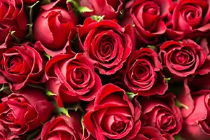 Как Выбрать Идеальный Цвет 101 Розы Для Любого Случая